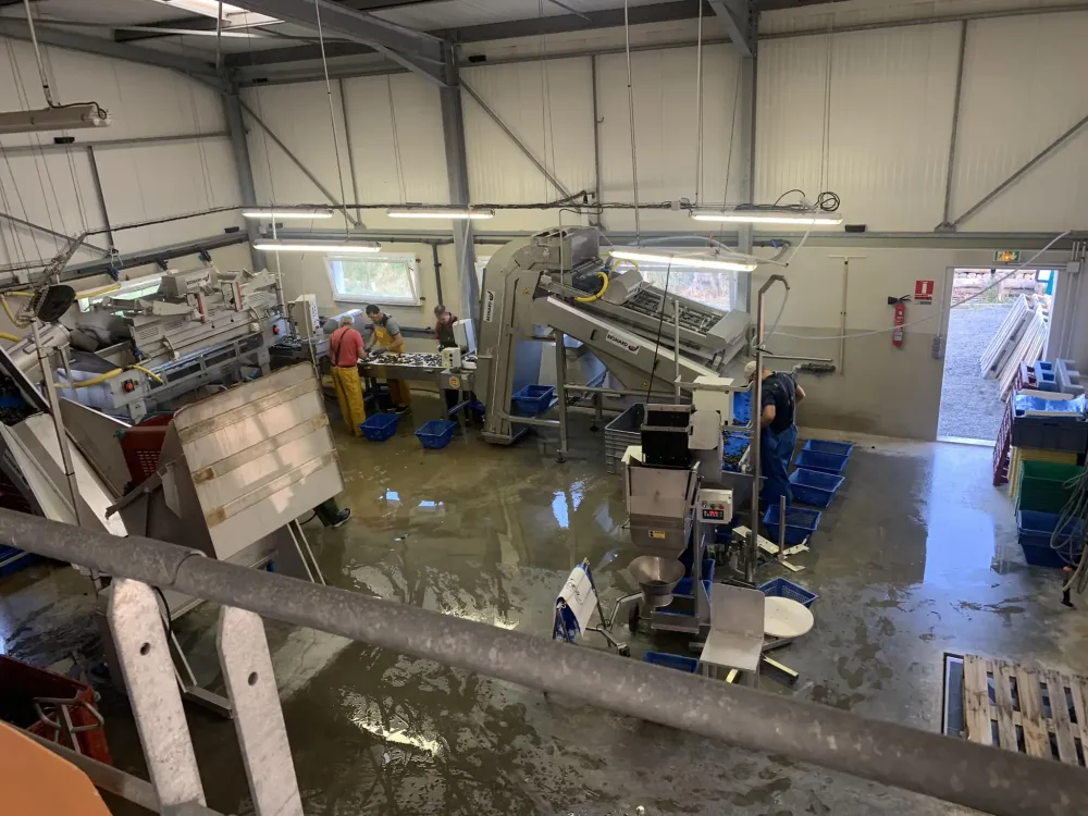 Les Huitres de Fêtes